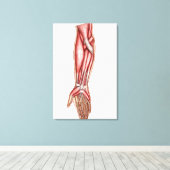 Toile Anatomie Des Muscles D'Avant-Arme Humains 2 (Insitu (Plancher de Bois))