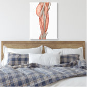 Toile Anatomie Des Muscles De Cuisse Humains, Vue Antéri (Insitu(Chambre))