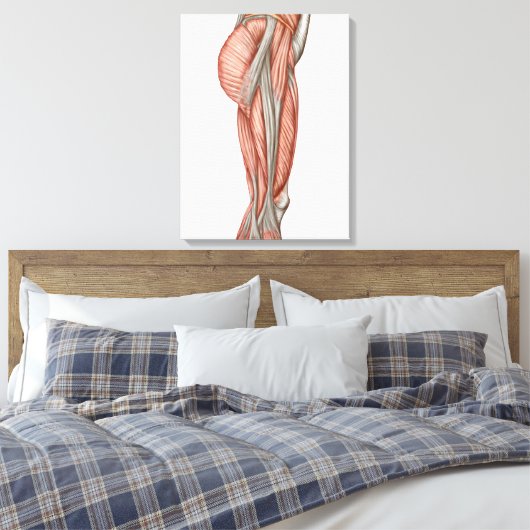 Toile Anatomie Des Muscles De Cuisse Humains, Vue Antéri (Insitu(Chambre))