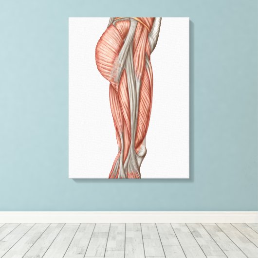 Toile Anatomie Des Muscles De Cuisse Humains, Vue Antéri (Insitu (Plancher de Bois))