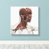 Toile Anatomie Des Muscles Du Visage Et Du Cou, Avant (Insitu (Plancher de Bois))