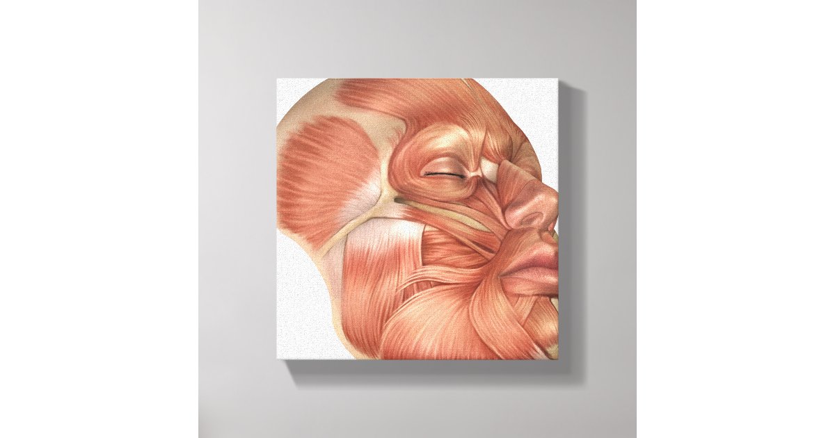 Poster D'anatomie Des Muscles Du Visage Et Du Cou - Impression Sur Toile 30x45 Cm - Décoration Murale