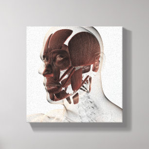 Toile Anatomie Des Muscles Faciaux Hommes, Vue De Côté