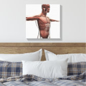 Toile Anatomie Des Muscles Masculins Dans Le Corps Supér (Insitu(Chambre))