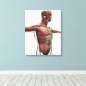 Toile Anatomie Des Muscles Masculins Dans Le Corps Supér (Insitu (Plancher de Bois))