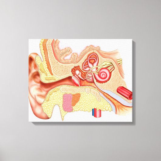 Toile Anatomie Des Oreilles Humaines (Recto)