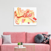 Toile Anatomie Des Oreilles Humaines (Insitu(Salon))