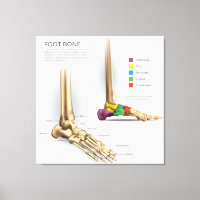 Anatomie des os de pieds