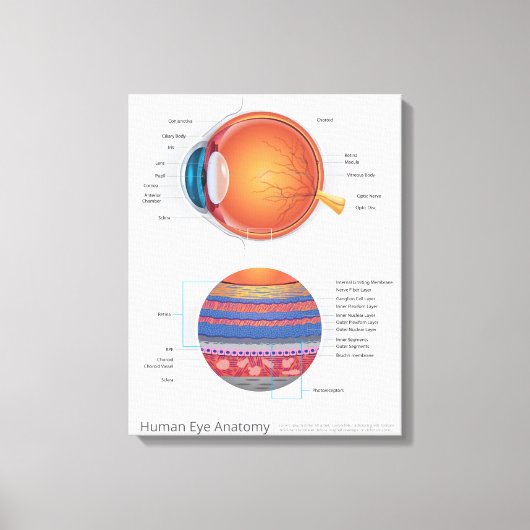 Toile Anatomie des yeux humains (Recto)