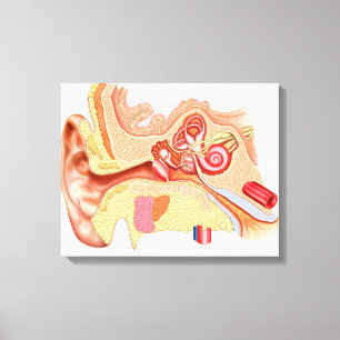 Toile Anatomie d'oreille humaine