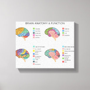 Toile Anatomie du cerveau