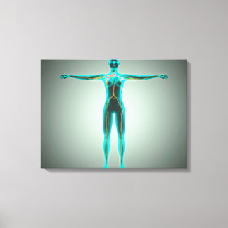 Toile Anatomie Du Corps Féminin Avec Artères Et Veines