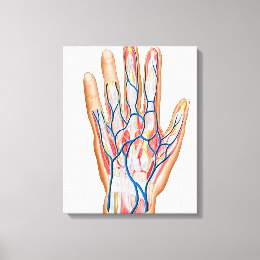 Toile Anatomie Du Dos De La Main Humaine (Recto)