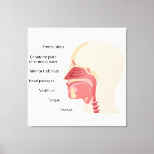 Toile Anatomie du nez humain