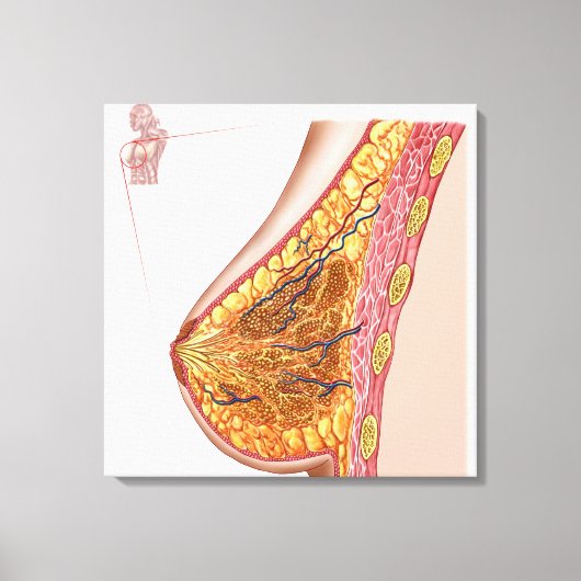 Toile Anatomie Du Sein Féminin (Recto)