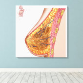 Toile Anatomie Du Sein Féminin (Insitu (Plancher de Bois))
