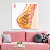 Toile Anatomie Du Sein Féminin (Insitu(Salon))