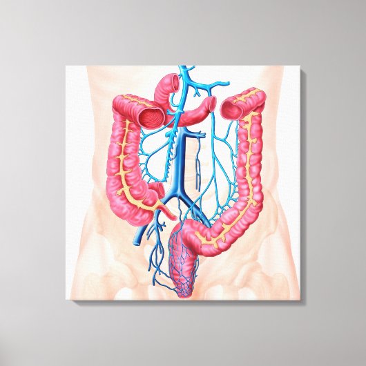 Toile Anatomie Du Système De Veine Abdominale Humaine (Recto)