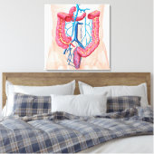 Toile Anatomie Du Système De Veine Abdominale Humaine (Insitu(Chambre))