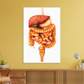 Toile Anatomie Du Système Digestif Humain, Vue Avant (Insitu(Salon))