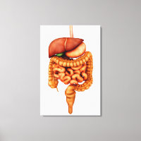 Anatomie Du Système Digestif Humain, Vue Avant