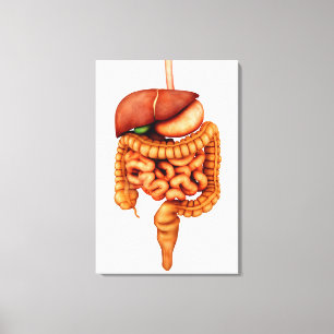 Toile Anatomie Du Système Digestif Humain, Vue Avant