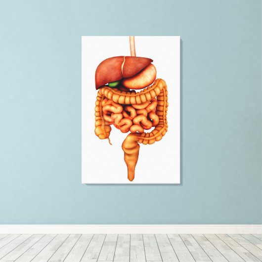 Toile Anatomie Du Système Digestif Humain, Vue Avant (Insitu (Plancher de Bois))