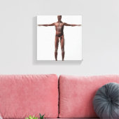 Toile Anatomie Du Système Musculaire Masculin, Vue Avant (Insitu(Salon))