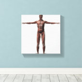Toile Anatomie Du Système Musculaire Masculin, Vue Avant (Insitu (Plancher de Bois))
