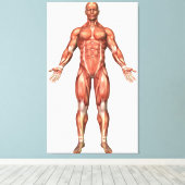 Toile Anatomie Du Système Musculaire Masculin, Vue Avant (Insitu (Plancher de Bois))