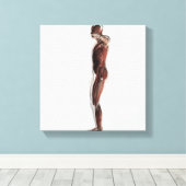 Toile Anatomie Du Système Musculaire Masculin, Vue Côtiè (Insitu (Plancher de Bois))