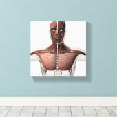 Toile Anatomie Du Système Musculaire Masculin, Vue latér (Insitu (Plancher de Bois))