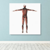 Toile Anatomie Du Système Musculaire Masculin, Vue Posté (Insitu (Plancher de Bois))