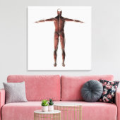 Toile Anatomie Du Système Musculaire Masculin, Vue Posté (Insitu(Salon))