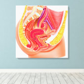 Toile Anatomie Du Système Reproductif Féminin 1 (Insitu (Plancher de Bois))