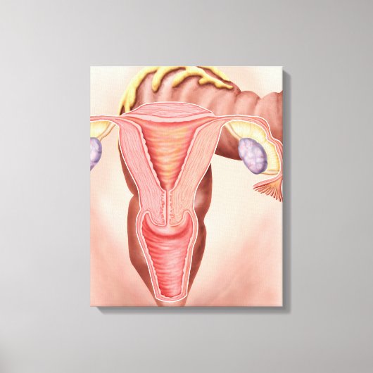 Toile Anatomie Du Système Reproductif Féminin 2 (Recto)