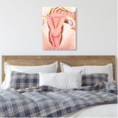 Toile Anatomie Du Système Reproductif Féminin 2 (Insitu(Chambre))