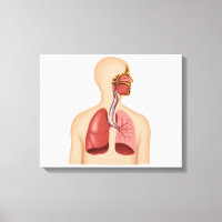 Anatomie Du Système Respiratoire Humain