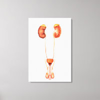 Anatomie Du Système Urinaire Homme Humain, Vue Ava