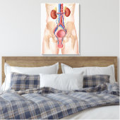 Toile Anatomie Du Système Urinaire Masculin (Insitu(Chambre))