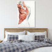 Toile Anatomie humaine; Muscles du Torse et de l'épaule (Insitu(Chambre))
