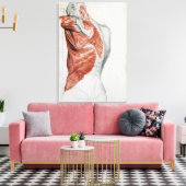 Toile Anatomie humaine; Muscles du Torse et de l'épaule (Insitu(Salon))