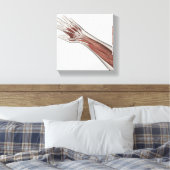 Toile Anatomie Musculaire Du Bras Humain Et De La Main (Insitu(Chambre))