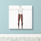 Toile Anatomie Musculaire Homme Des Jambes Humaines, Ant (Insitu (Plancher de Bois))