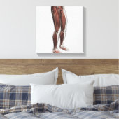 Toile Anatomie Musculaire Homme Des Jambes Humaines, Ant (Insitu(Chambre))