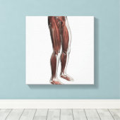 Toile Anatomie Musculaire Homme Des Jambes Humaines, Ant (Insitu (Plancher de Bois))