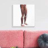 Toile Anatomie Musculaire Homme Des Jambes Humaines, Ant (Insitu(Salon))