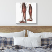 Toile Anatomie Musculaire Homme Des Jambes Humaines, Ant (Insitu(Chambre))