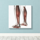 Toile Anatomie Musculaire Homme Des Jambes Humaines, Ant (Insitu (Plancher de Bois))