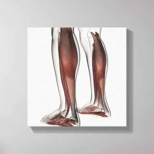 Toile Anatomie Musculaire Homme Des Jambes Humaines, Ant (Recto)